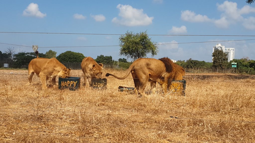 אריות